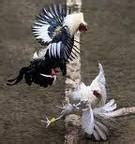 Gamecock Fowl: conditioning your roosters .